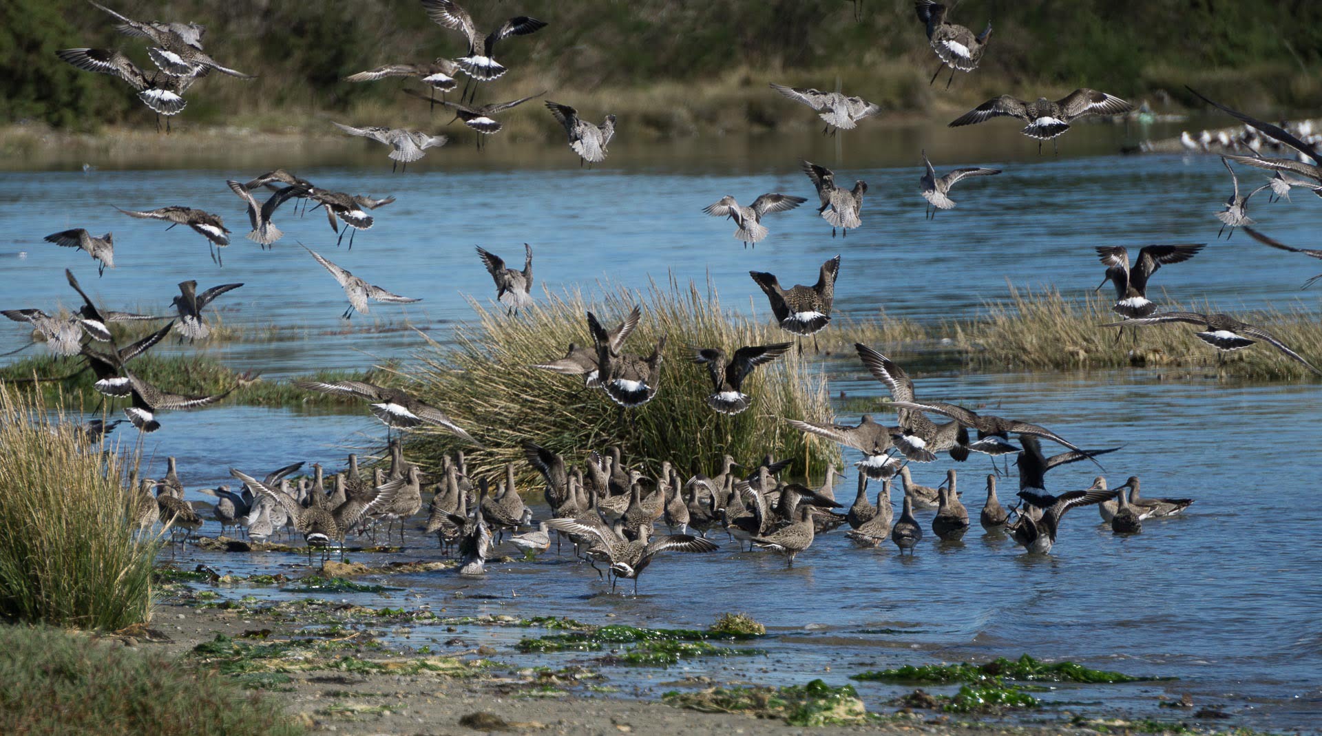 imagen de aves costeras