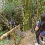 Tour Bosque Piedra y Parque Nacional Chiloé