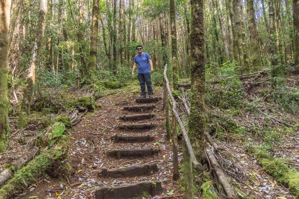 Tour Bosque Piedra y Parque Nacional Chiloé