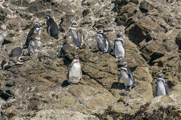 Tour Puñihuil y Ancud Historico