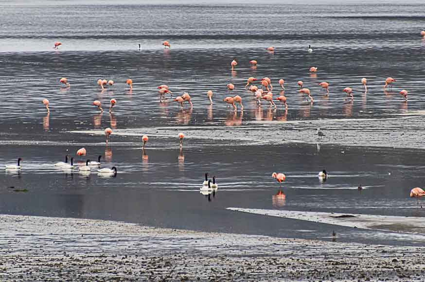 tour avistamiento de aves rilan