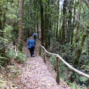Tour Bosque Piedra