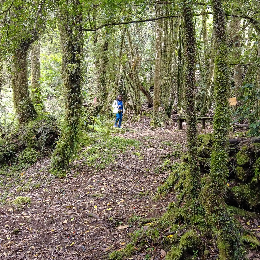 Tour Bosque Piedra