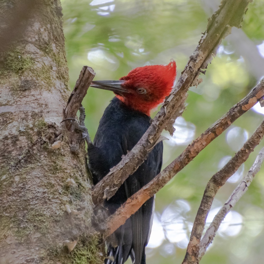 carpintero magallanico
