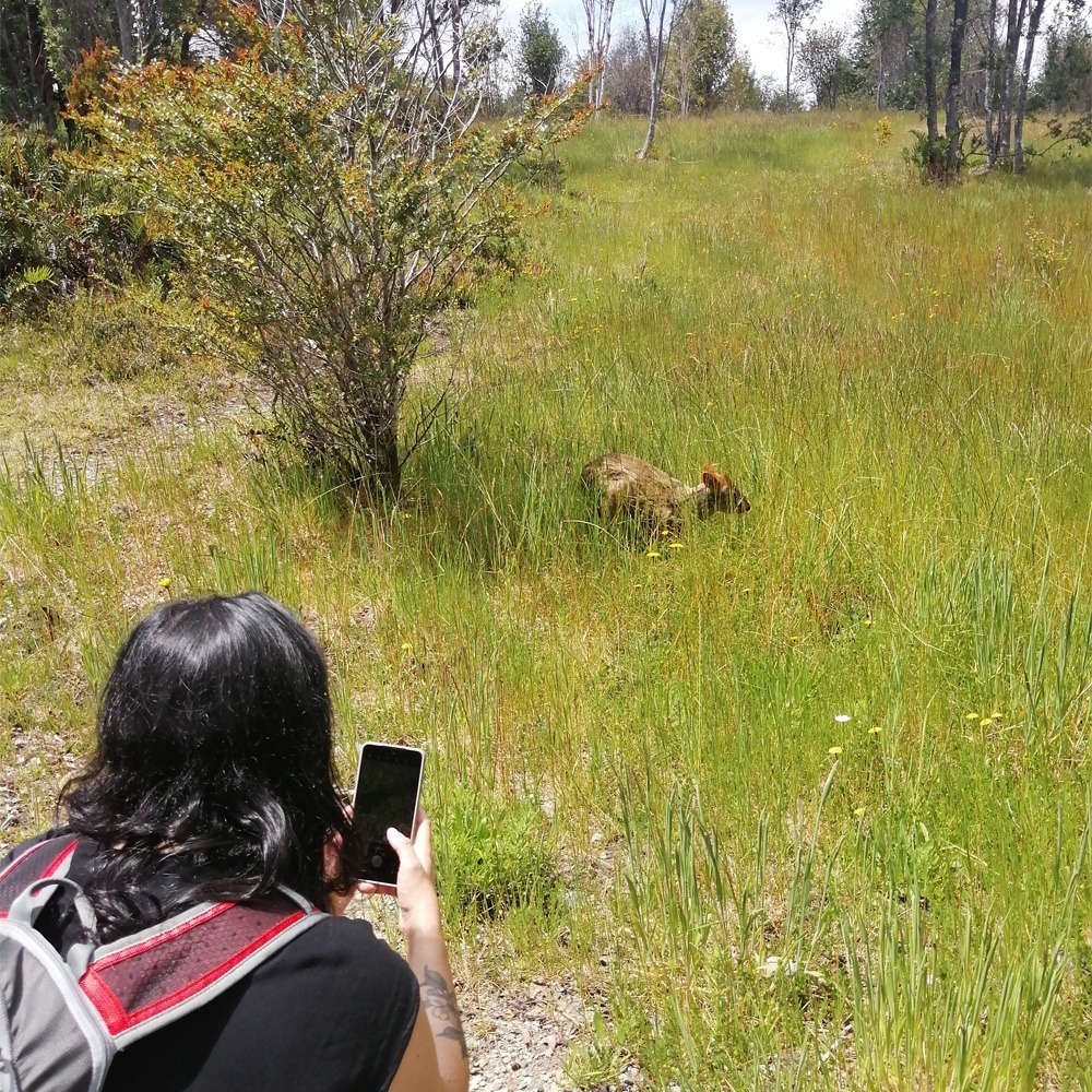 fotografia en parque tepuhueico