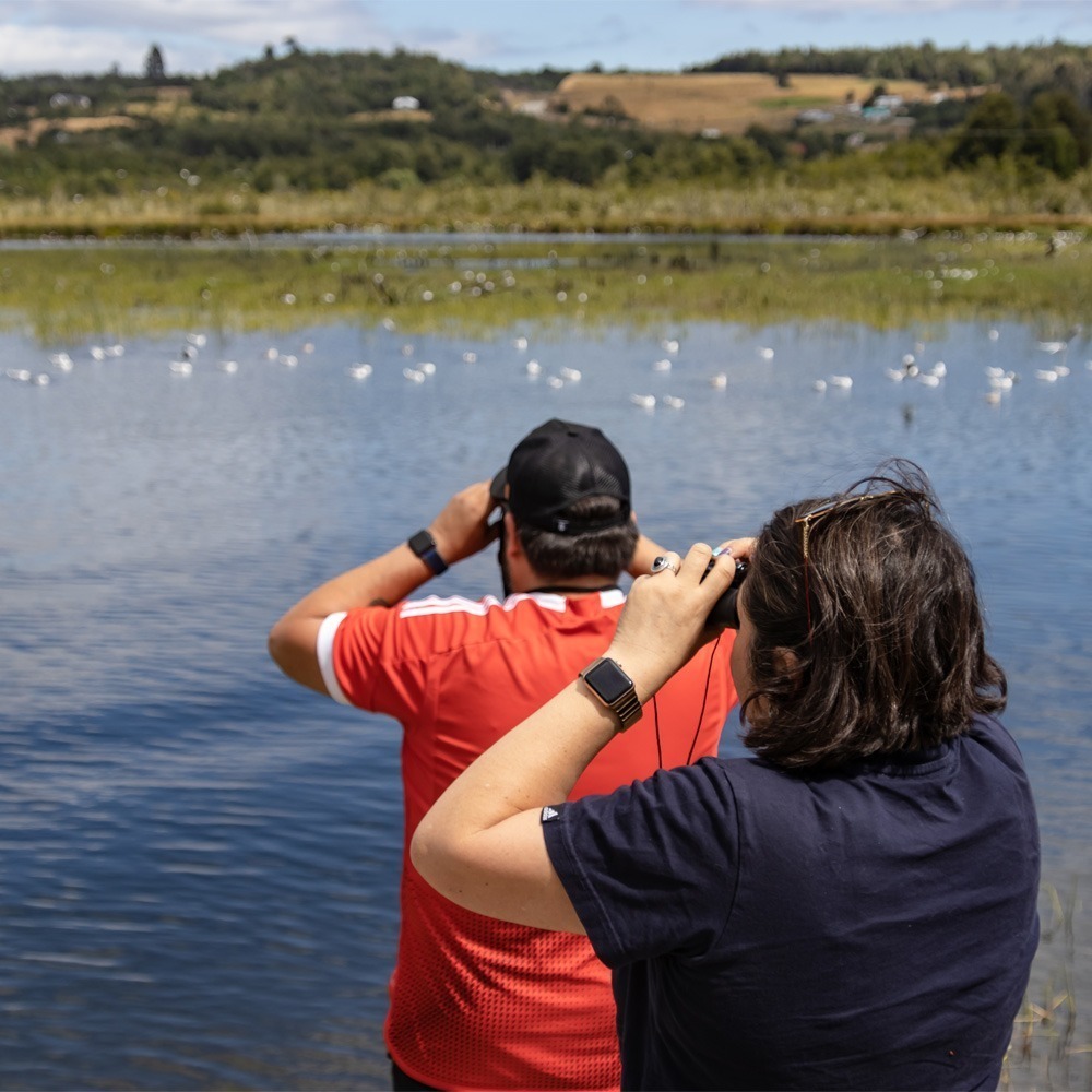 Fotografia de aves en chiloe