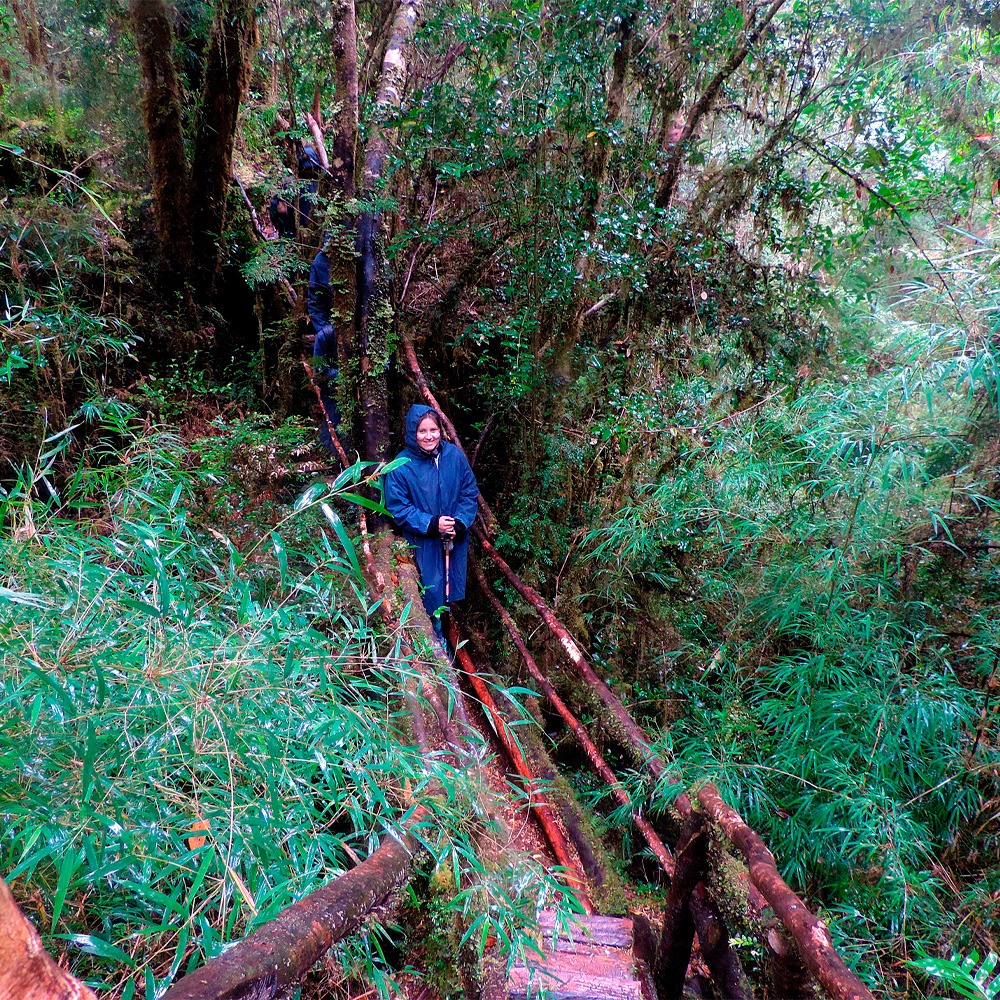 Trekking Parque Tepuhueico