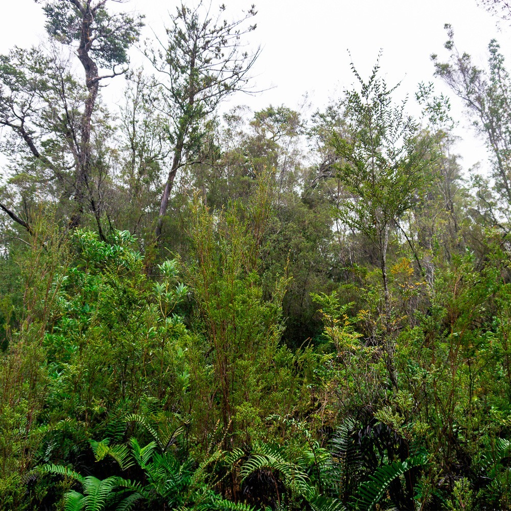 Bosque en Tepuhueico