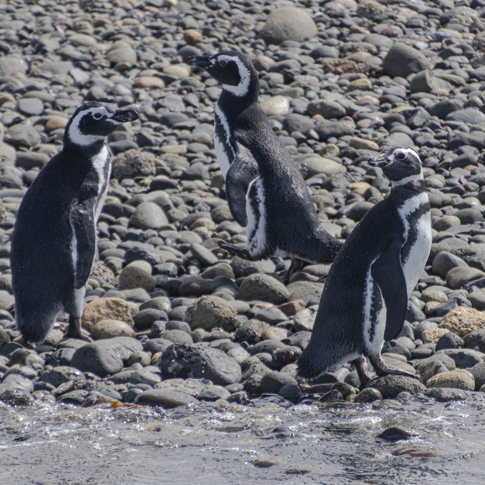 Pingüino de Magallanes