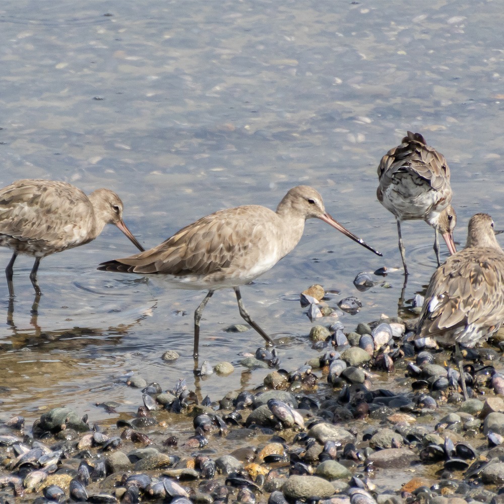 Fotografía de Aves Costeras - Imagen 8