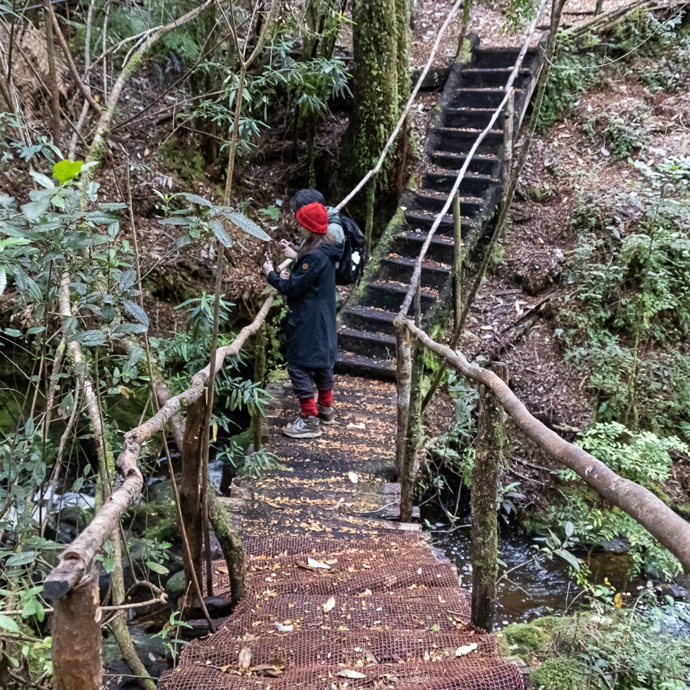 Tour Bosque Piedra