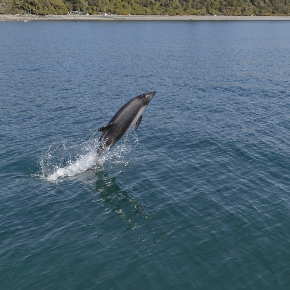 delfin austral