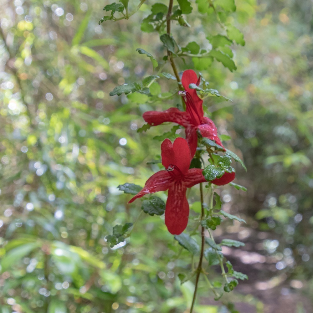estrellita