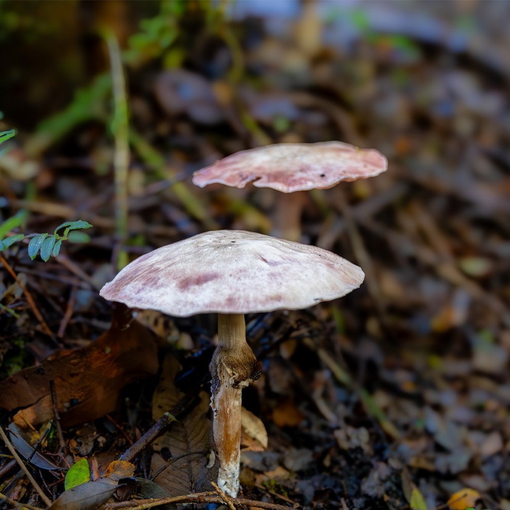 hongos