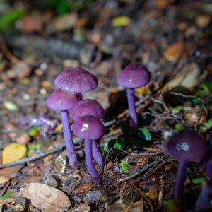 hongo cortinarius