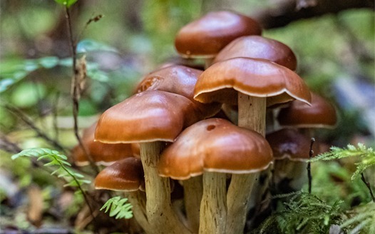 macrofotografía en Chiloe