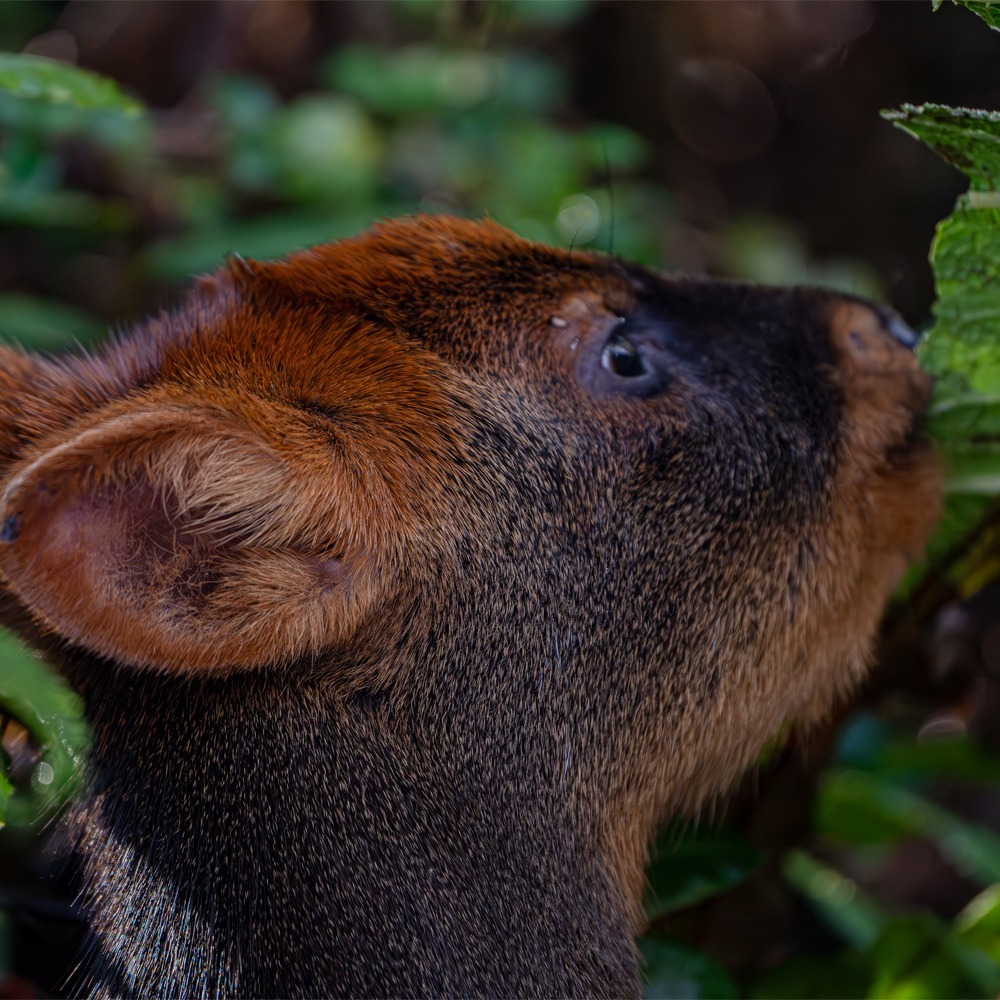pudu