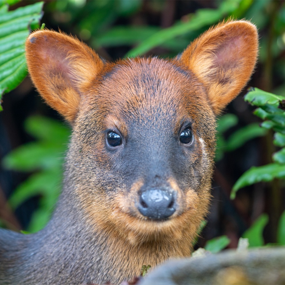 pudu en parque tepuhueico