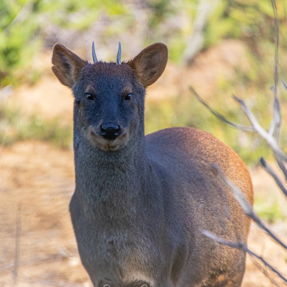 pudu en parque tepuhueico