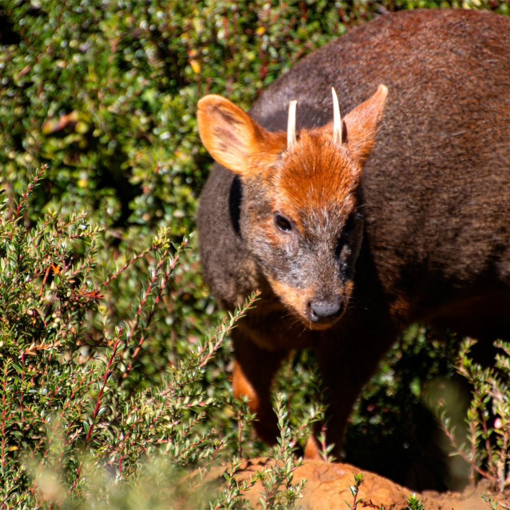 Pudu en Tepuhueico